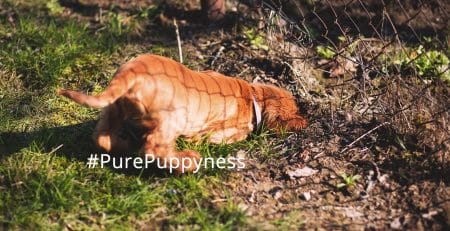 Countryside rules for your dog