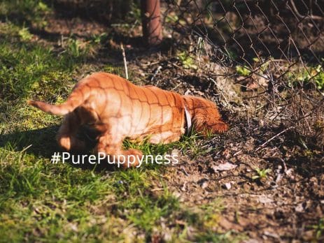 Countryside rules for your dog