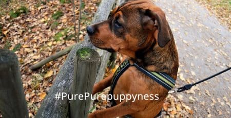 Top 10 Dog Stories for all