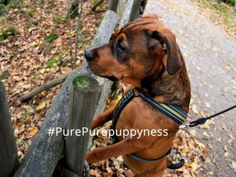 Top 10 Dog Stories for all