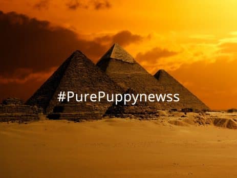 What to consider when buying a puppy in Egypt