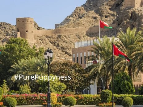 What to consider when buying a puppy in Oman