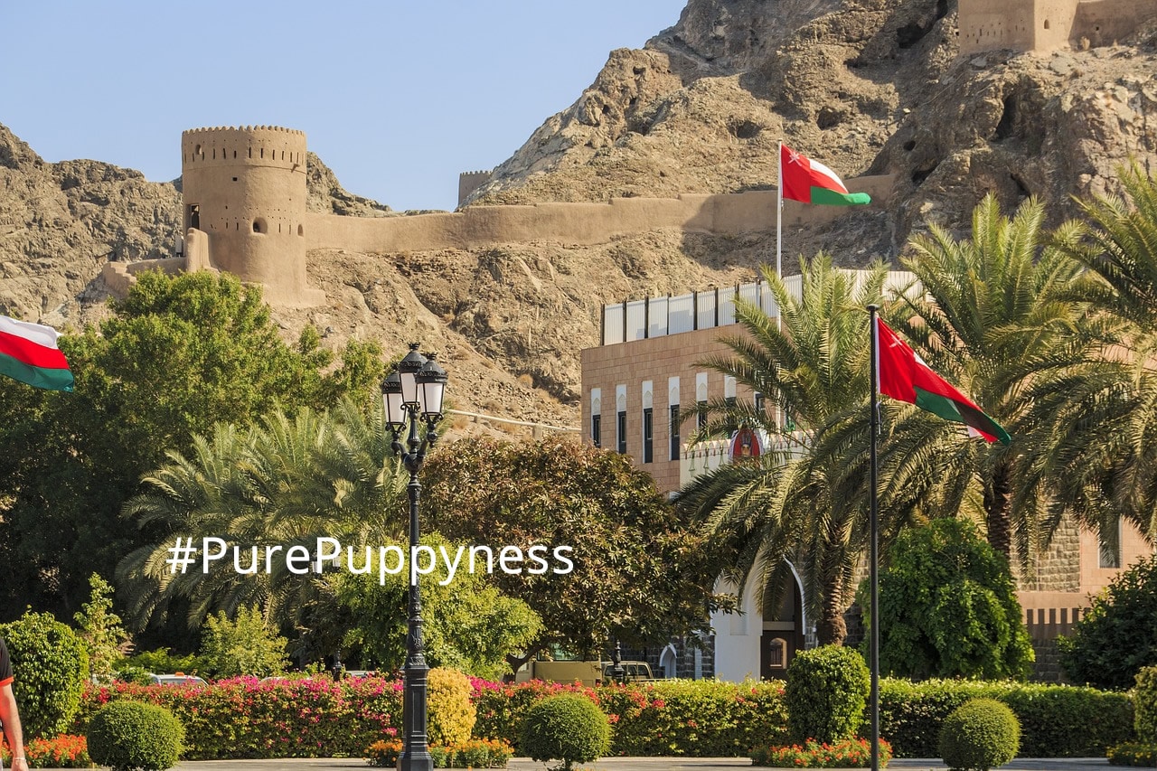What to consider when buying a puppy in Oman