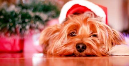 Why you SHOULDN’T get a dog for Christmas