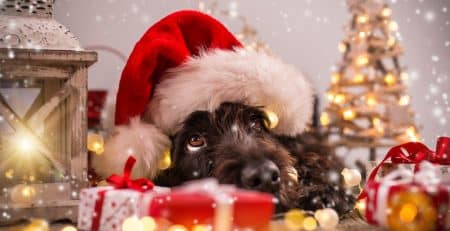 X-mas Hazards for dogs