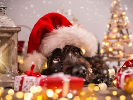 X-mas Hazards for dogs