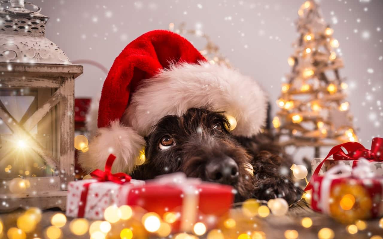 X-mas Hazards for dogs
