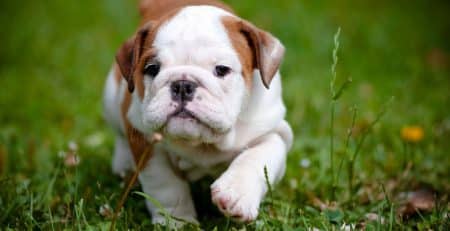 history of english bulldog