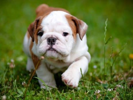 history of english bulldog