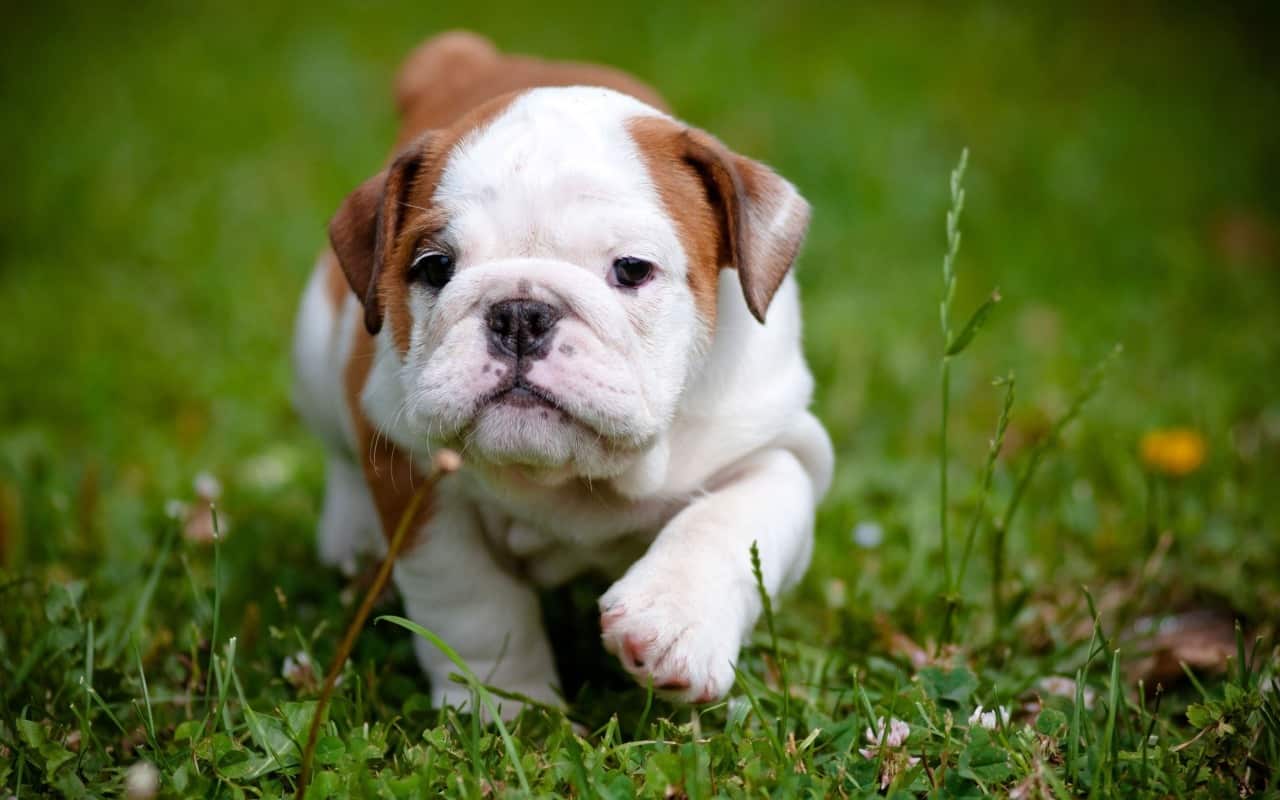 history of english bulldog