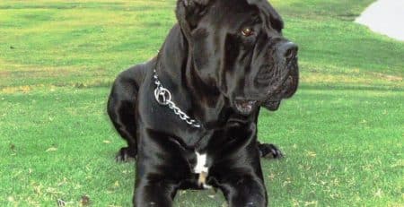 Italian Dog Breeds (Part I)