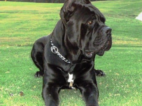 Italian Dog Breeds (Part I)