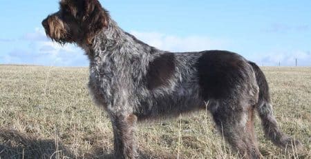 Italian Dog Breeds (Part II)