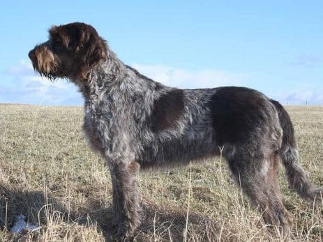 Italian Dog Breeds (Part II)