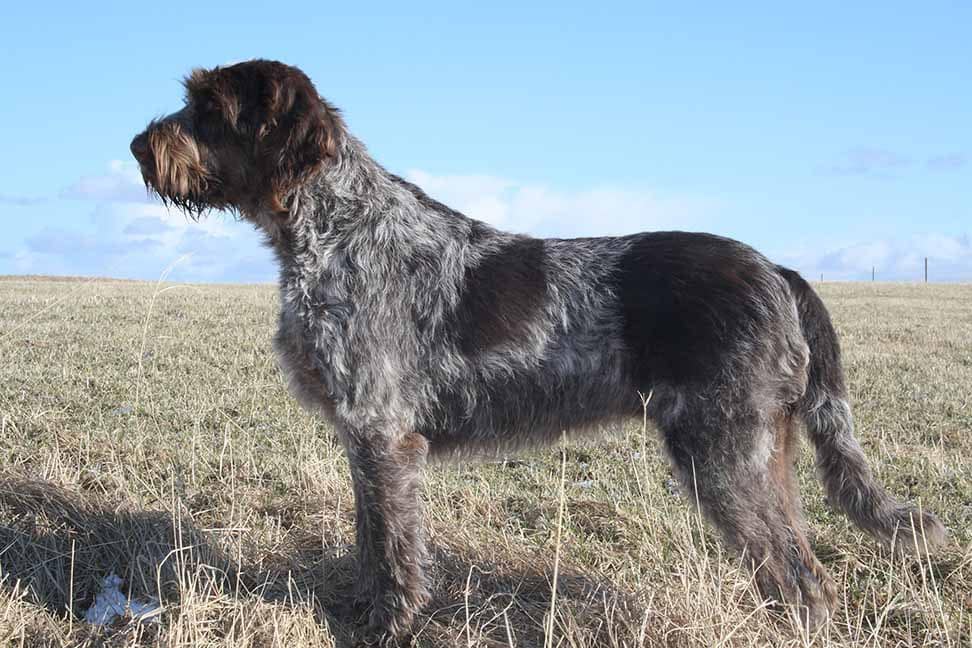 Italian Dog Breeds (Part II)