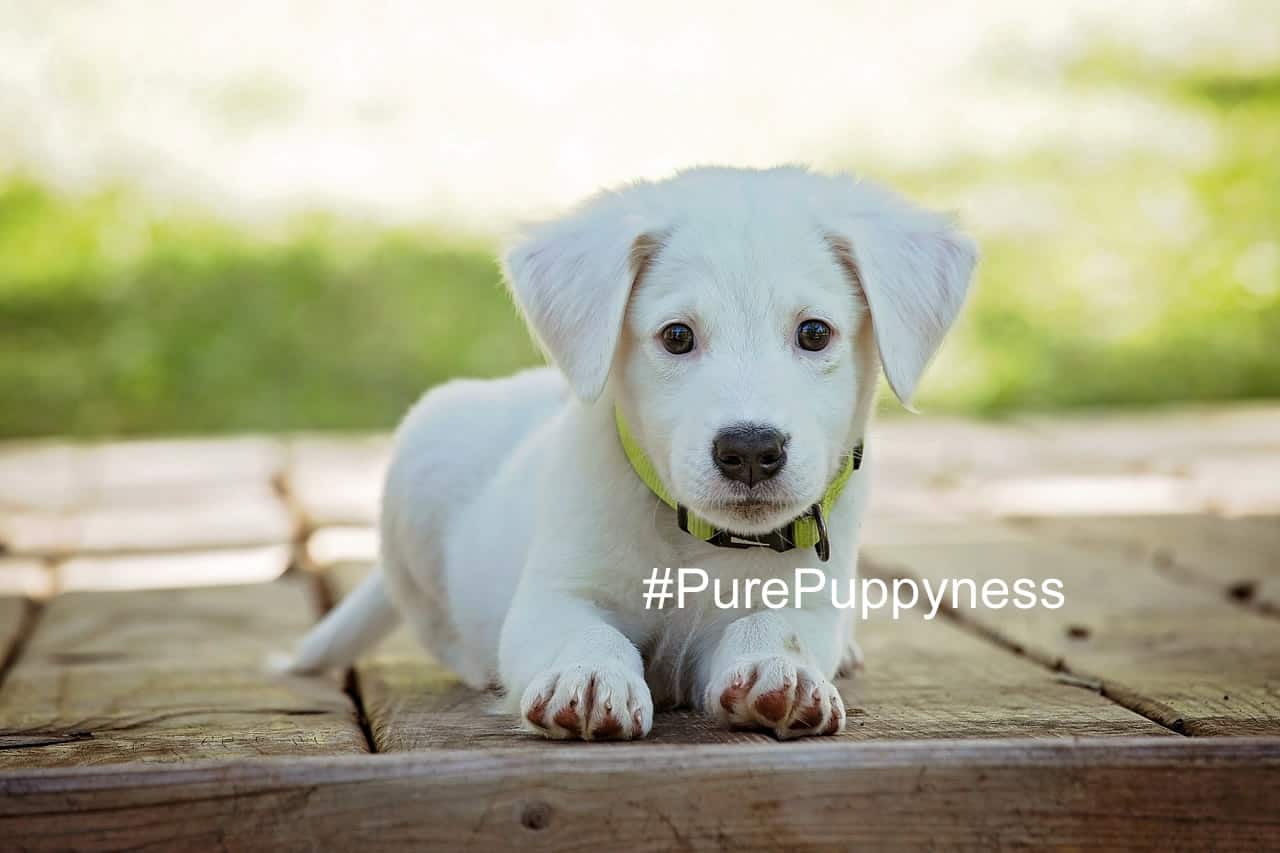 Does my dog have a stone in its bladder