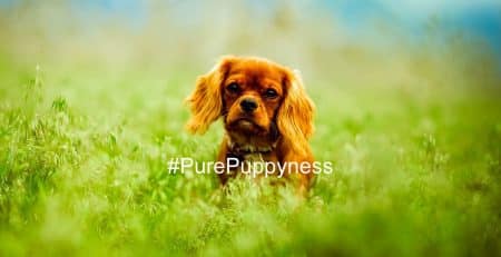 Dogs of the “Titanic”