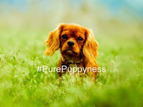 Dogs of the “Titanic”