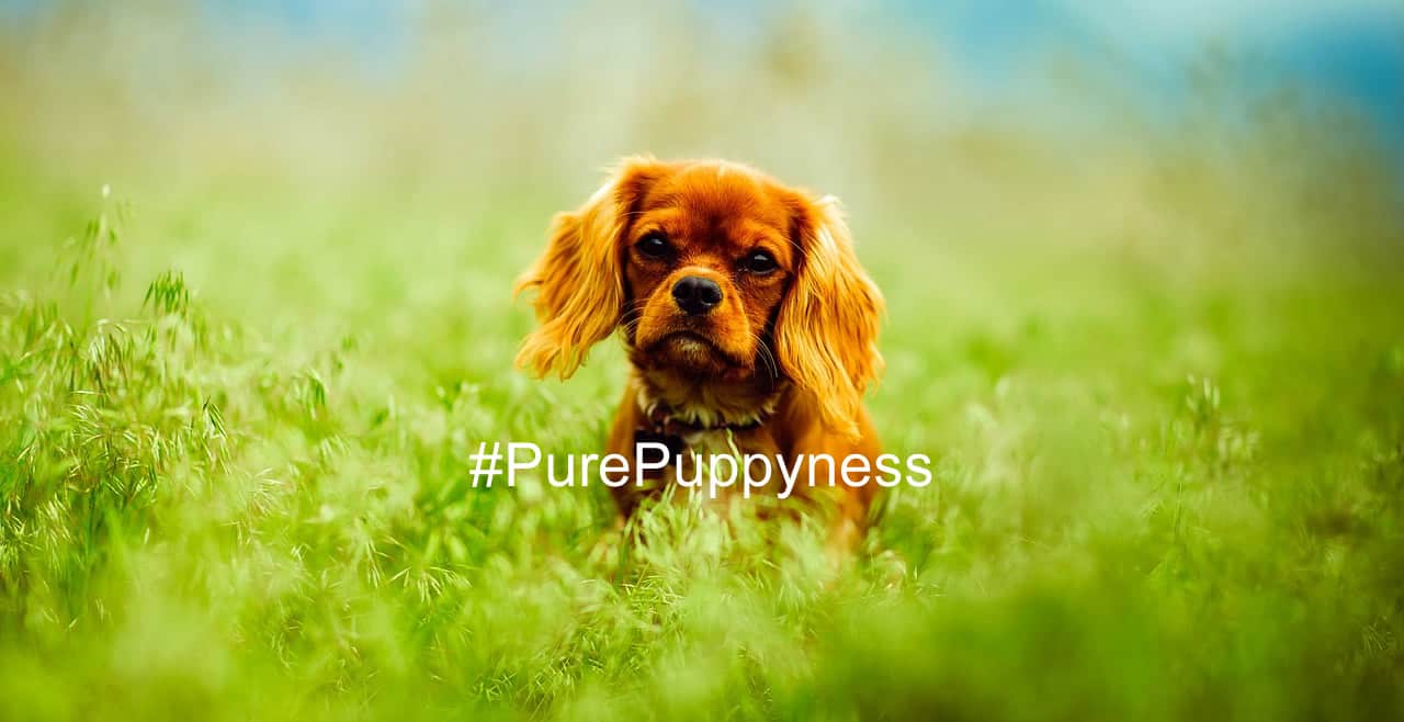 Dogs of the “Titanic”