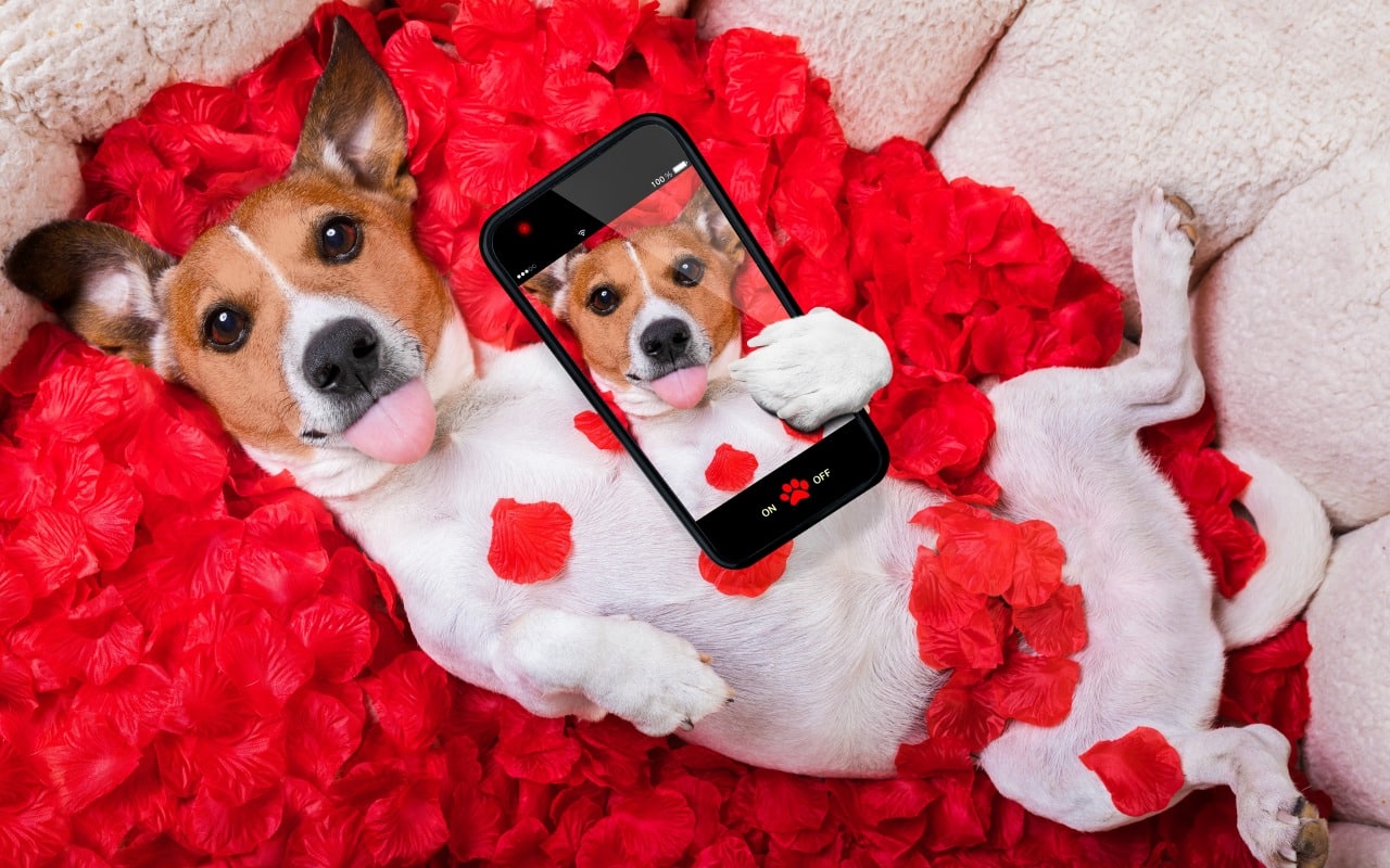 Taking your dog on a date with a lady