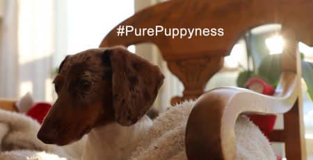 Toilet training your dog