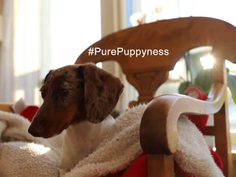 Toilet training your dog