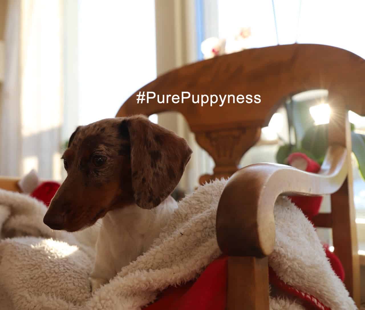 Toilet training your dog