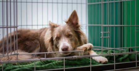 Crate Training for your Dog blog newDoggy.com