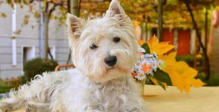 travelling with your dog