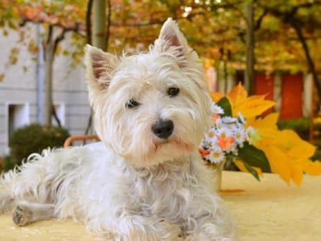 travelling with your dog