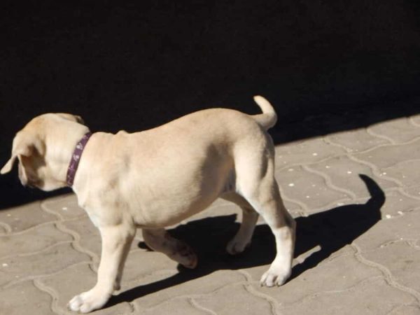 Charon Bullmastiff Charon Bullmastiff