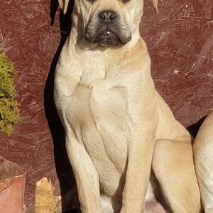 Charon Bullmastiff