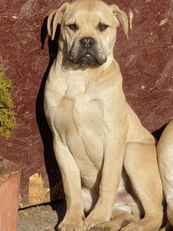Charon Bullmastiff Charon Bullmastiff