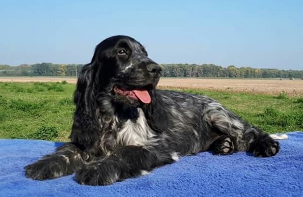 English Cocker Spaniel NewDogg