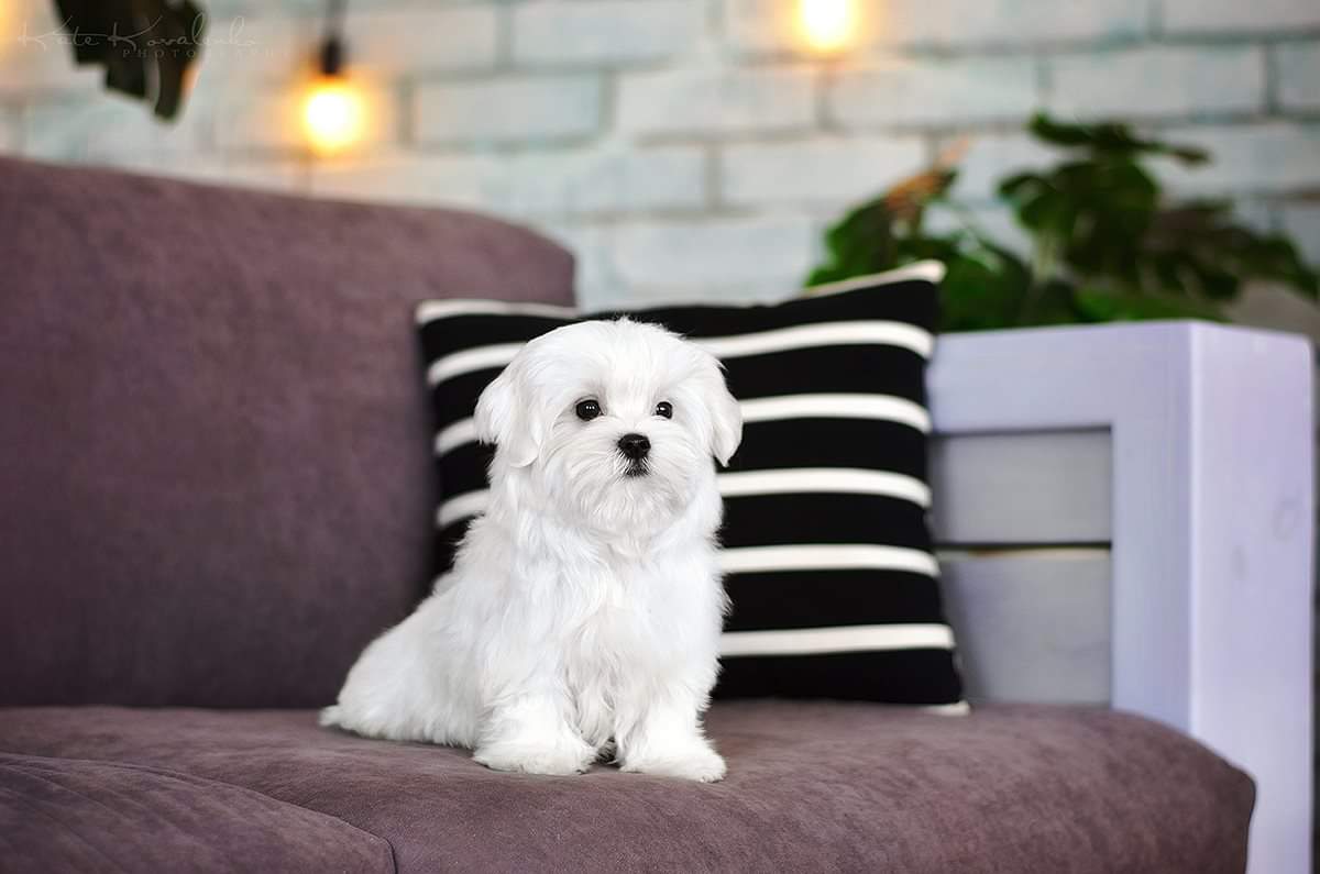 Neko Maltese