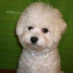 Belle-female-bolognese-puppy-for-sale01