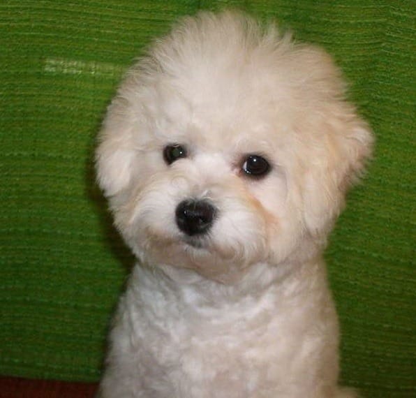 Phoebe Bolognese Phoebe Bolognese