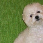 Belle-female-bolognese-puppy-for-sale02