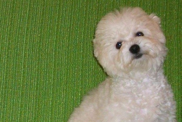 Phoebe Bolognese Phoebe Bolognese