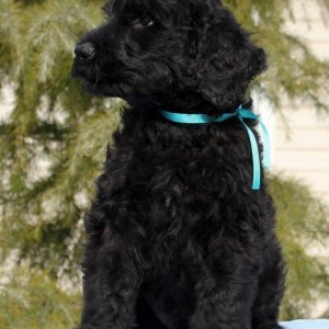 Amade Black Russian Terrier