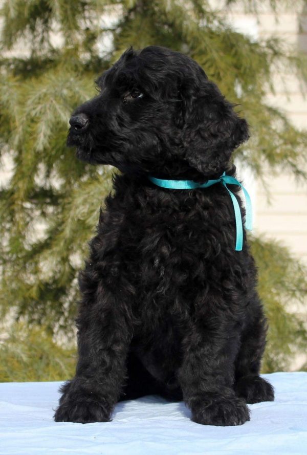 Amade Black Russian Terrier