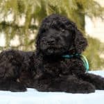 AMADE-male-black-russian-terrier-puppy-for-sale (2)
