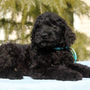 Amade Black Russian Terrier