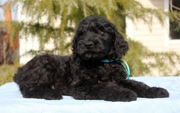 Amade Black Russian Terrier