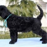 AMADE-male-black-russian-terrier-puppy-for-sale (3)