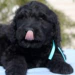 AMADE-male-black-russian-terrier-puppy-for-sale (4)