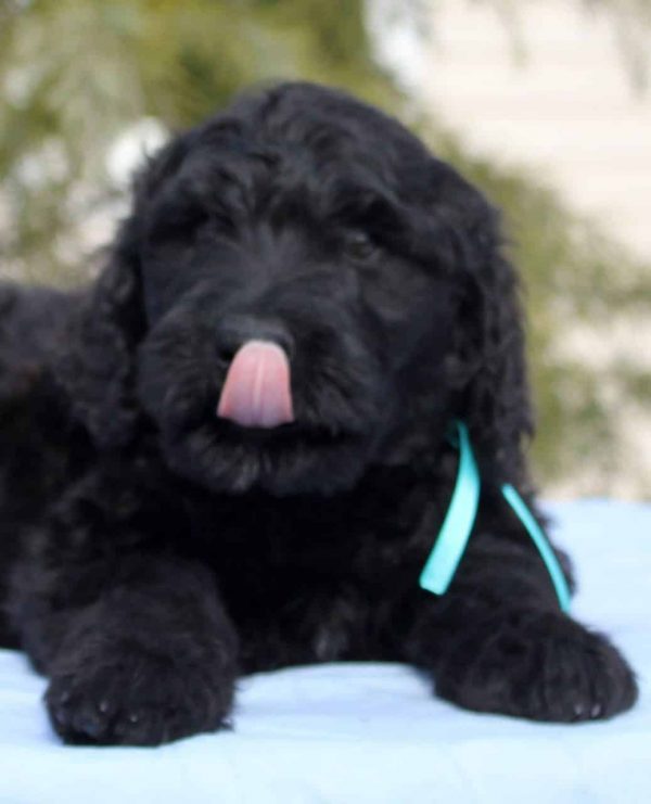 Amade Black Russian Terrier