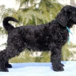 AMADE-male-black-russian-terrier-puppy-for-sale (5)