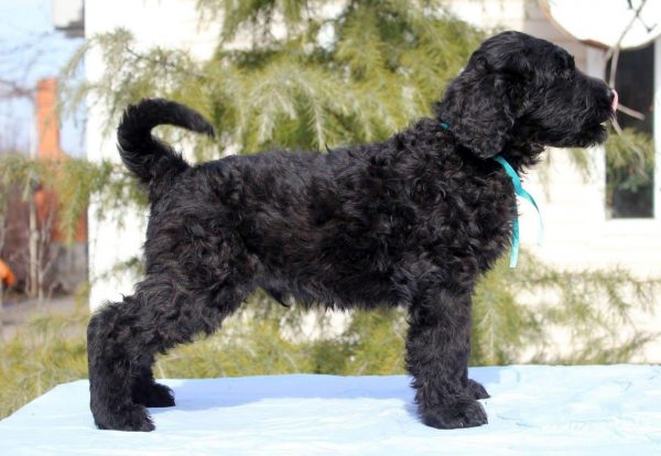 Amade Black Russian Terrier