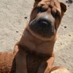 Edvin-male-Shar-Pei-puppy-for-sale (1)